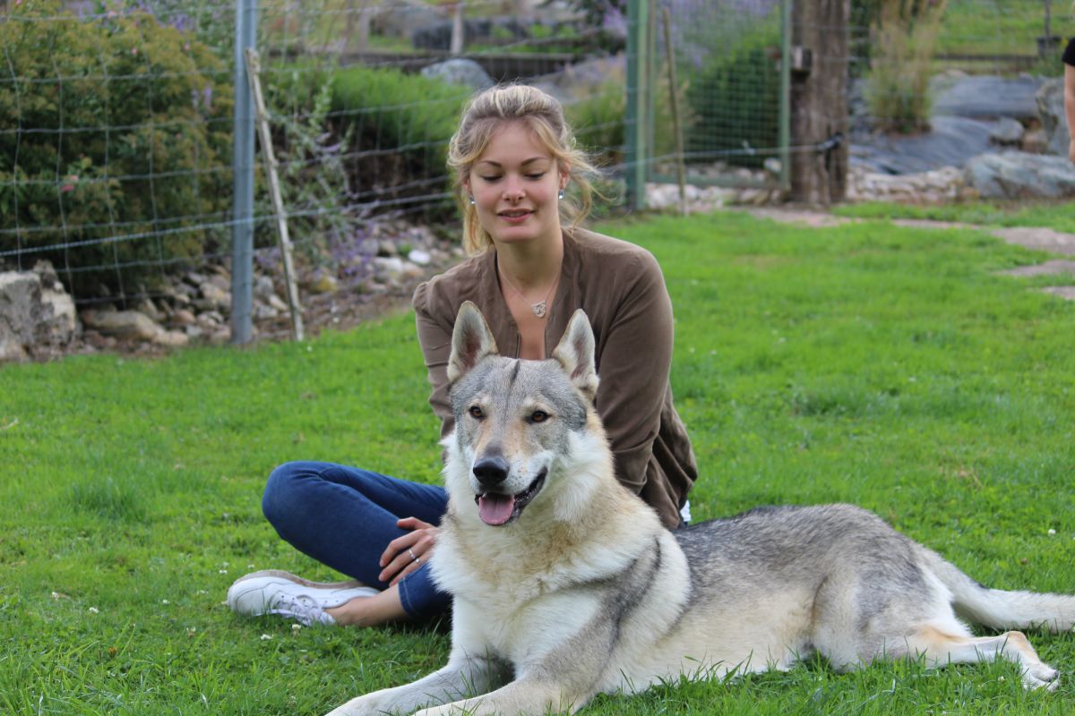 Chien Loup Tchécoslovaque Ferme Danimation Lorchidée