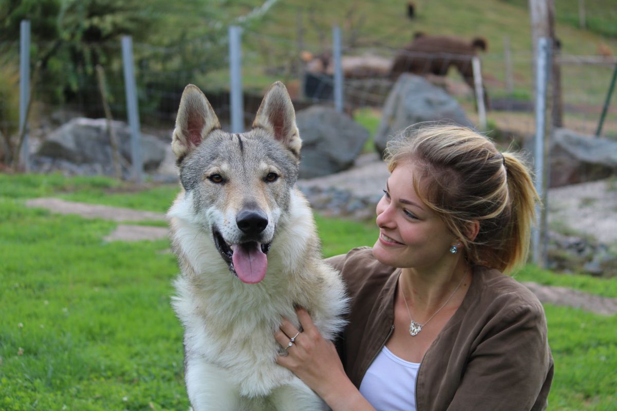 Chien Loup Tchécoslovaque Ferme Danimation Lorchidée